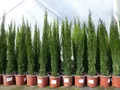 1x Mittelmeerzypresse Cupressus Sempervirens Totem 100 - 120 cm Toskana Zypresse
