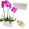 2er Set Orchideentopf Kunstoff Elegant Orchideen Über Pflanz Innen groß weiß