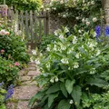 6x Symphytum grandiflorum P9 H20