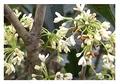 Stk - 5x Osmanthus fragrans duftende Olive Garten Pflanzen - Samen B1863 - Seeds & Plants Shop by Ipsa