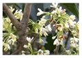 5x Osmanthus fragrans duftende Olive Garten Pflanzen - Samen B1863