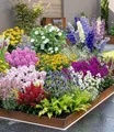 BALDUR Garten 12er Set Buntes Staudenbeet 'Multi-Colour', Pflanzen im 7x7 cm-Topf, Staudengarten, Stauden-Sortiment, Rittersporn, Schleierkraut, Phlox, Sonnenhut, Prachtscharte, Astilbe, etc.