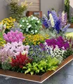 BALDUR Garten Beetpflanze 12er Buntes Staudenbeet 'Multi-Colour', 12 St., wuchsfreudig, winterhart, mehrjährig, pflegeleicht