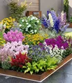 Buntes Staudenbeet 'Multi-Colour', Staudengarten
