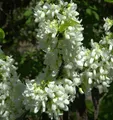 Chinesischer Judasbaum Shirobana 40-60cm - Cercis chinensis
