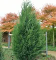 Leyland Zypresse 80-100cm - Cupressocyparis Leylandii