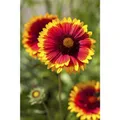 Gaillardia x grandiflora 'Fackelschein' - Großblumige Garten-Kokardenblume