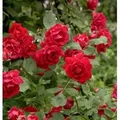 Kletterrose Pauls Scarlet Climber 30-60cm