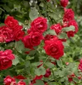 Kletterrose Pauls Scarlet Climber 30-60cm