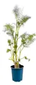 Pflanzen für Dich Staude Foeniculum vulg. Rubrum, 1 St., Bronzefenchel, Roter Fenchel