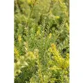 Podocarpus Lawrencei Blue Gem Bläulich-Grün 30–40 cm