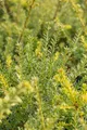 Pflanzen für Dich Konifere Podocarpus lawrencei Blue Gem, 1 St., Steineibe, blaugrau, kompaktwüchsig