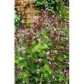 Lunaria Rediviva Mondviole Ca. 11x11 cm Topf