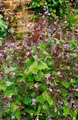 Pflanzen für Dich Staude Lunaria rediviva, 1 St., Ausdauerndes Silberblatt, Wildes Silberblatt, Mondviole