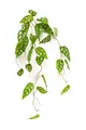 artplants Kunstpflanzen Hänger Philodendron Monstera adansonii, 90cm