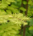 Urweltmammutbaum Chinesisches Rotholz Gold Rush 40-60cm - Sequoiadendron