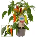 Exotenherz Chilipflanze Mild Peperoni Pfefferstrauch für Balkon und Garten 14cm Topf Gemüsetogo