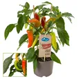 Exotenherz Gemüsepflanze Chili-Pflanze mild Peperoni Pfefferstrauch für Balkon-Garten 14cm Topf