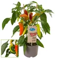 Chili-Pflanze mild - Peperoni - Pfefferstrauch für Balkon und Garten - 14cm Topf