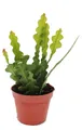 Epiphyllum anguliger – Krokodilschwanz-Kaktus, 9 cm