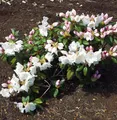 Rhododendron Gartendirektor Rieger 25-30cm - Rhododendron williamsianum