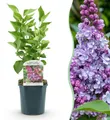 Green boutiQ - Gartenpflanze - Syringa vulgaris Michel Buchner - Gewöhnlicher Flieder - Frostbeständig - Rosa - 1 Pflanze - Topf 17cm - Höhe 45cm