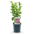 Green boutiQ - Gartenpflanze - Syringa vulgaris Michel Buchner - Gewöhnlicher Flieder - Frostbeständig - Rosa - 1 Pflanze - Topf 17cm - Höhe 45cm