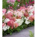 BALDUR Garten Zierstrauch Niedrige Hortensie 'Groundbreaker®', 1 St., Blütenpracht, winterhart, mehrjährig, pflegeleicht bunt