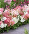 BALDUR-Garten 1x Niedrige Hortensie 'Groundbreaker®', Pflanze im 14 cm-Topf, Hydrangea paniculata Groundbreaker® Blush, wird maximal 40 cm hoch, extrem reichblühend, als Bodendecker geeignet
