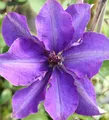 Waldrebe The President 125-150cm - Clematis The President