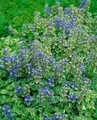 Pflanzen für Dich Staude Ajuga reptans Variegata, 1 St., Kriechender Günsel, Günsel