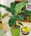 BALDUR Garten Bananenbaum Musa Banana Tropicana, 1 St., Bananenpflanze, pflegeleicht