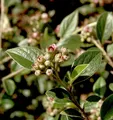 Fruchtmispel 125-150cm - Cotoneaster franchetii