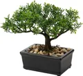 Naturgetreuer Kunstbonsai Podocarpus im Keramik-Übertopf - Schwarz Deko für B...