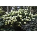 Hydrangea Paniculata Rispenhortensie Phantom 150-175 cm
