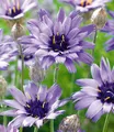 BALDUR Garten 3x Blaue Rasselblume 'Catananche', Pflanzen im 9x9 cm-Topf, erinnert an Kornblumen, trockenheitsverträglich, bienenfreundlich, winterhart, blüht über viele Wochen, für naturnahe Gärten