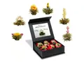 Creano Tee Teeblumen Mix 6er ErblühTee "Weißer Tee" Magnetbox mit Silberprägung, 1 x 1 St.