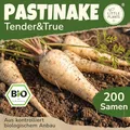 Little Plants BIO Pastinake Samen 200 Pastinakesamen Tender and True Gemüsesamen Samenfest für Gemüsegarten Gemüse Samen Hochbeet Samen für Küche, Balkon und Garten
