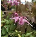 Elfenblume Lilafee - Epimedium grandiflorum