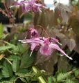 Elfenblume Lilafee - Epimedium grandiflorum
