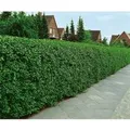 Ligustrum vulgare 'Atrovirens' 125-150 cm