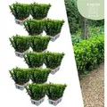 Plants by Frank | 72 Grüne Spindelstrauch Pflanzen | Euonymus Japonicus 'Green Spire' | Heckenpflanzen | Gartenpflanzen - Grün