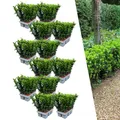 Plants by Frank | 72 Grüne Spindelstrauch Heckenpflanzen | Euonymus Japonicus 'Green Spire' | Japanischer Spindelstrauch | Winterhart | Immergrüne Hecke | Gartenpflanzen