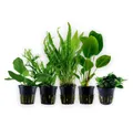 Aquaone Wasserpflanze Pflanzen Set mit 5 einfachen Wasserpflanzen Nr.237