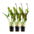 Aquarium Pflanze 3 Stück Echinodorus 'Red Diamond' AquaOne Nr.374D Wasserpflanze