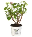 Dehner Zierstrauch Schneeball-Hortensie Pink Annabelle®, pink-farbene Blüten, reichblühende Blütenpompons