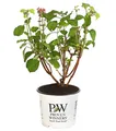 Hortensie Schneeball-Hortensie pink-farbene Blüten ca. 40-50 cm Topf 3 l, Dehner