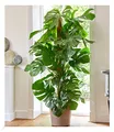 BALDUR Garten 1x Monstera - Fensterblatt ca. 60-70 cm hoch, Pflanze im 19 cm-Topf, Luftreinigende Zimmerpflanze Pflegeleichte Zimmerpflanze auch für dunklere Standorte, mehrjährig - frostfrei halten