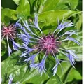 Bergflockenblume Grandiflora - Centaurea montana