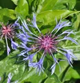 Bergflockenblume Grandiflora - Centaurea montana